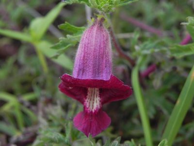 Sesamum prostratum, photographed by S.MORE