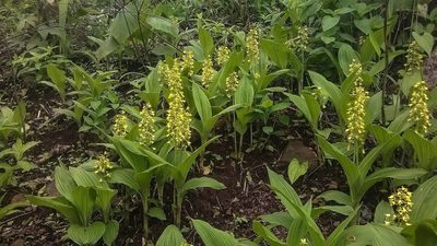 Eulophia ochreata, photographed by S.MORE
