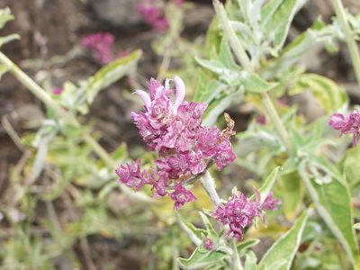 Salvia canariensis, photographed by Ina Siebert