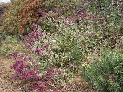 Salvia canariensis, photographed by Ina Siebert