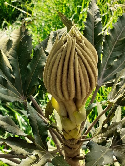 Oreopanax ecuadoriensis, photographed by Ignacio Moreira-Corral