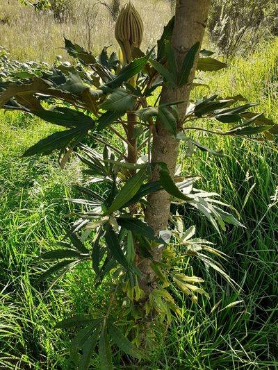 Oreopanax ecuadoriensis, photographed by Ignacio Moreira-Corral