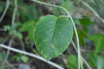 Argyreia formosana, photographed by 國立臺灣博物館