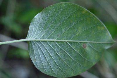 Argyreia formosana, photographed by 國立臺灣博物館