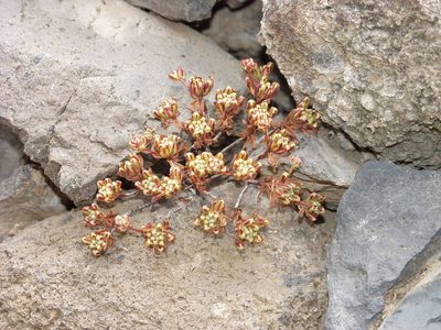 Aeonium sedifolium, photographed by Ina Siebert