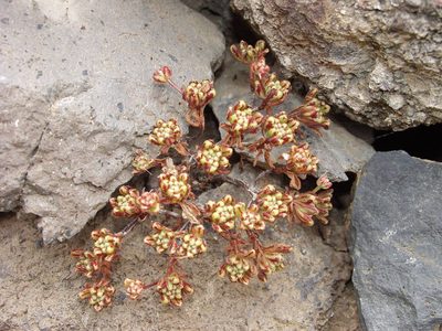Aeonium sedifolium, photographed by Ina Siebert