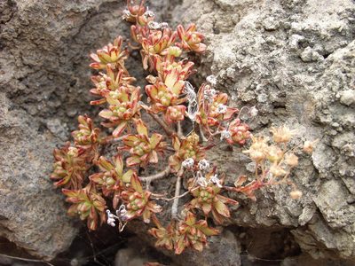 Aeonium sedifolium, photographed by Ina Siebert