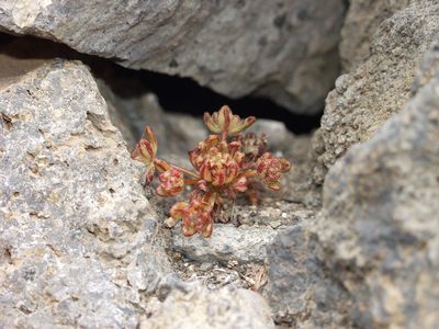 Aeonium sedifolium, photographed by Ina Siebert