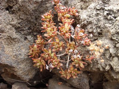 Aeonium sedifolium, photographed by Ina Siebert