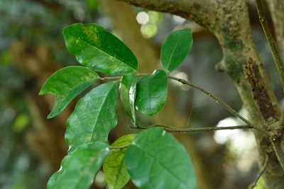 Antidesma montanum, photographed by 國立臺灣博物館