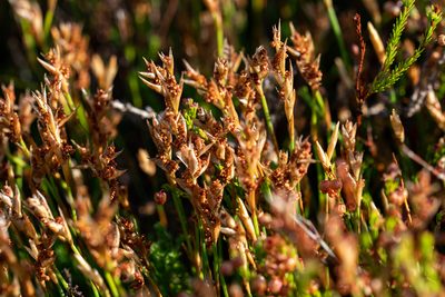 Elegia filacea, photographed by magriet b