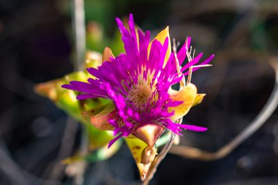 Erepsia steytlerae, photographed by magriet b