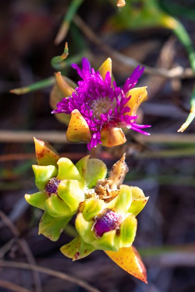 Erepsia steytlerae, photographed by magriet b