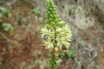 Stellarioides virens, photographed by Peter Warren