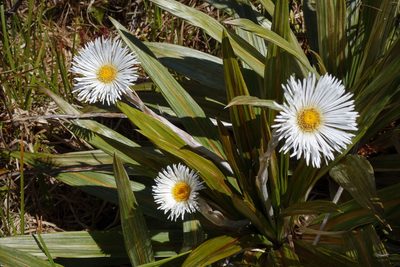 Celmisia coriacea, photographed by John Barkla