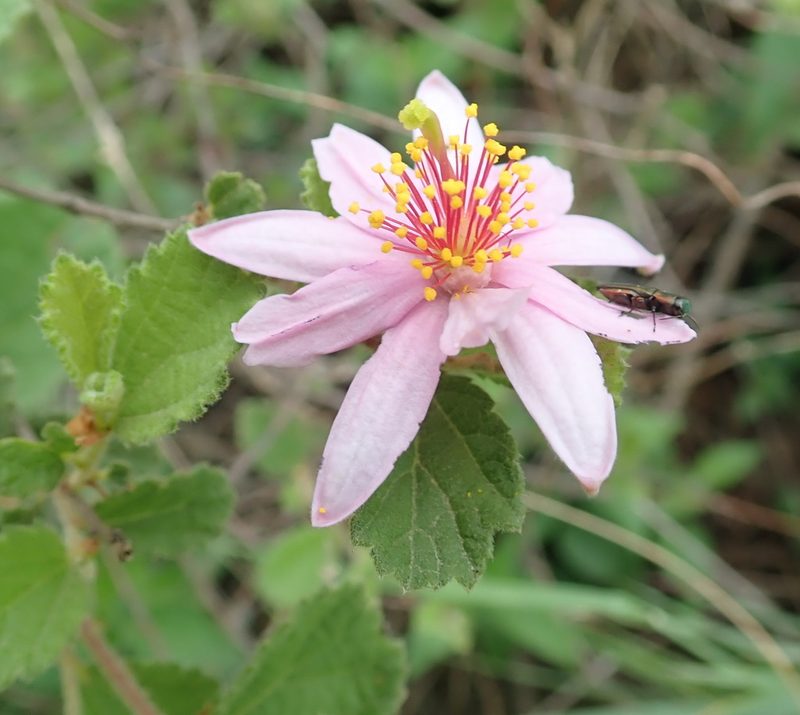 Grewia hispida, photographed by Peter Warren