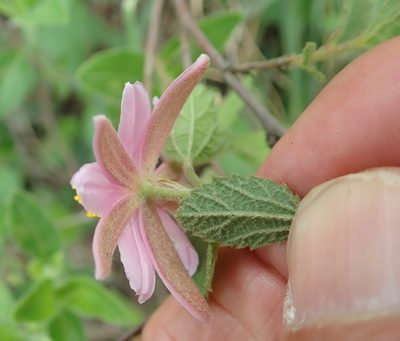 Grewia hispida, photographed by Peter Warren