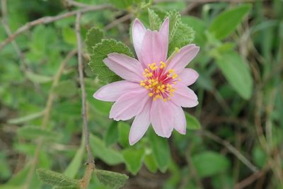 Grewia hispida, photographed by Peter Warren