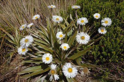 Celmisia coriacea, photographed by John Barkla