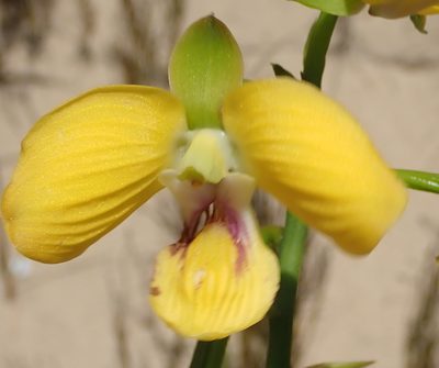 Eulophia speciosa, photographed by Nicola van Berkel
