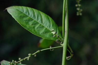 Deeringia polysperma, photographed by 國立臺灣博物館
