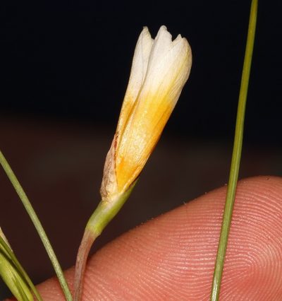 Romulea leipoldtii, photographed by Brian du Preez