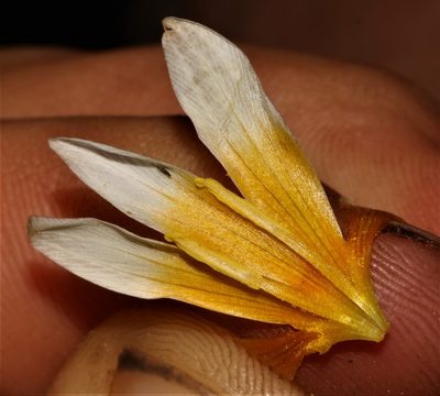 Romulea leipoldtii, photographed by Brian du Preez