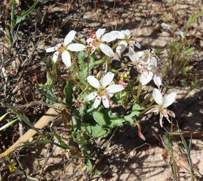 Lapeirousia fabricii, photographed by Brian du Preez