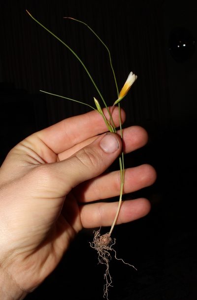 Romulea leipoldtii, photographed by Brian du Preez