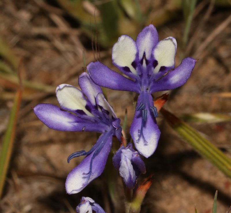 Babiana inclinata, photographed by Brian du Preez