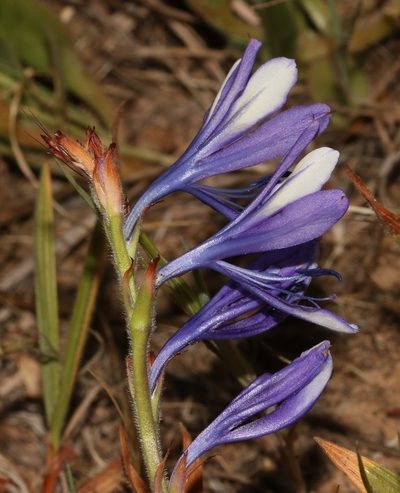 Babiana inclinata, photographed by Brian du Preez