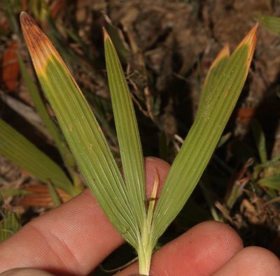 Babiana inclinata, photographed by Brian du Preez