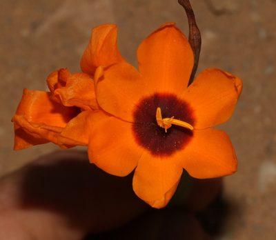 Ixia calendulacea, photographed by Brian du Preez