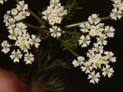 Dasispermum hispidum, photographed by Brian du Preez