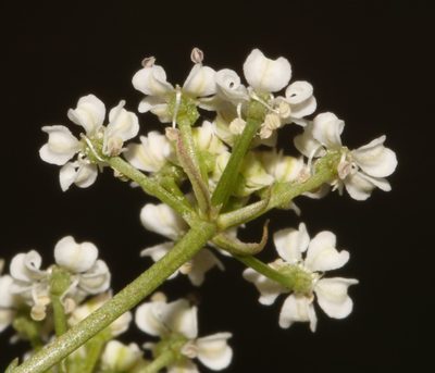 Dasispermum hispidum, photographed by Brian du Preez