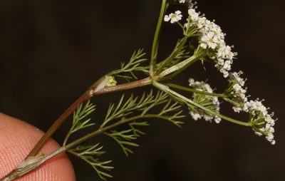 Dasispermum hispidum, photographed by Brian du Preez