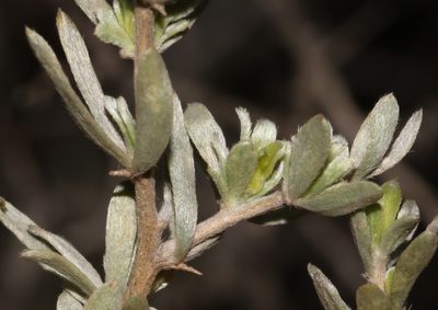 Aspalathus ternata, photographed by Brian du Preez