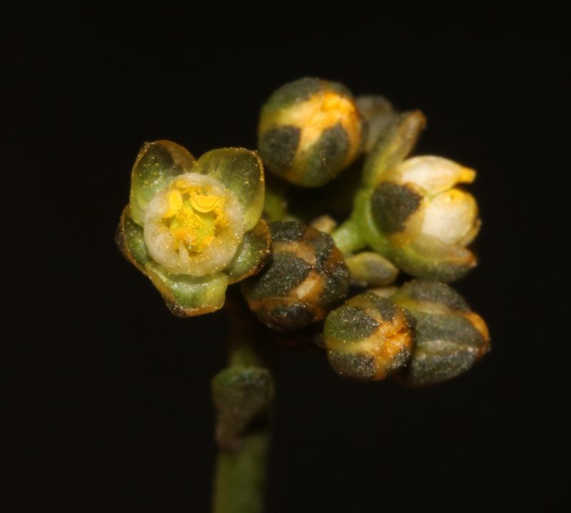 Limeum subnudum, photographed by Brian du Preez