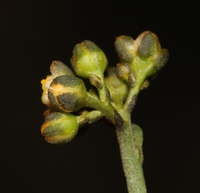 Limeum subnudum, photographed by Brian du Preez