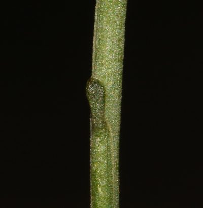 Limeum subnudum, photographed by Brian du Preez