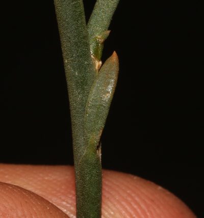Limeum subnudum, photographed by Brian du Preez