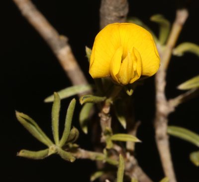Polhillia ignota, photographed by Brian du Preez