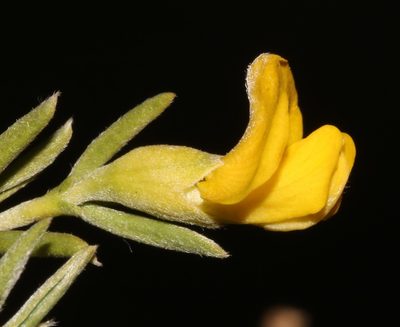 Polhillia ignota, photographed by Brian du Preez