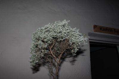 Polhillia stirtoniana, photographed by Brian du Preez