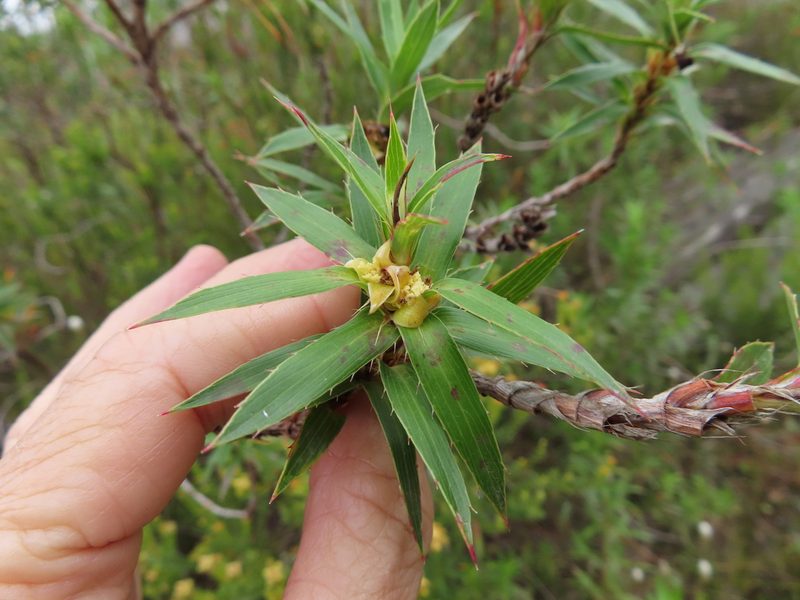 Cliffortia lanceolata, photographed by linkie