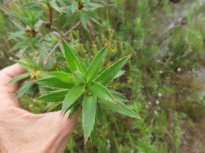 Cliffortia lanceolata, photographed by linkie