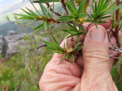 Cliffortia lanceolata, photographed by linkie