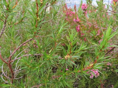 Cliffortia lanceolata, photographed by linkie