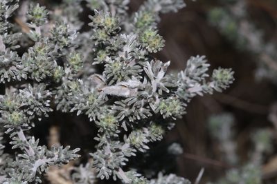Aspalathus eustonbrownii, photographed by Brian du Preez
