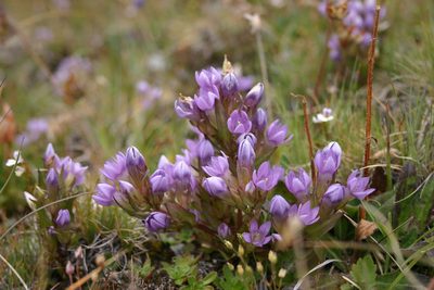 Gentianella ramosa, photographed by purperlibel